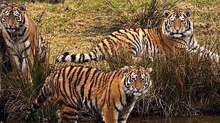 three tiger near on river side HD wallpaper
